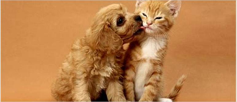 Cat dog kiss